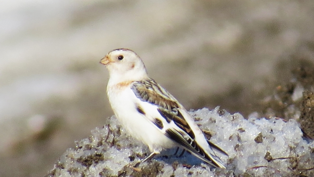 В Марий Эл возвращаются перелётные птицы
