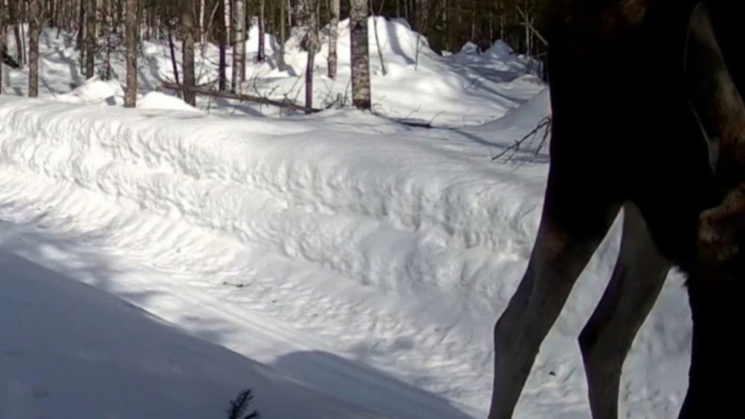 В Марий Эл красавец-лось отправился на променад по лесной дороге