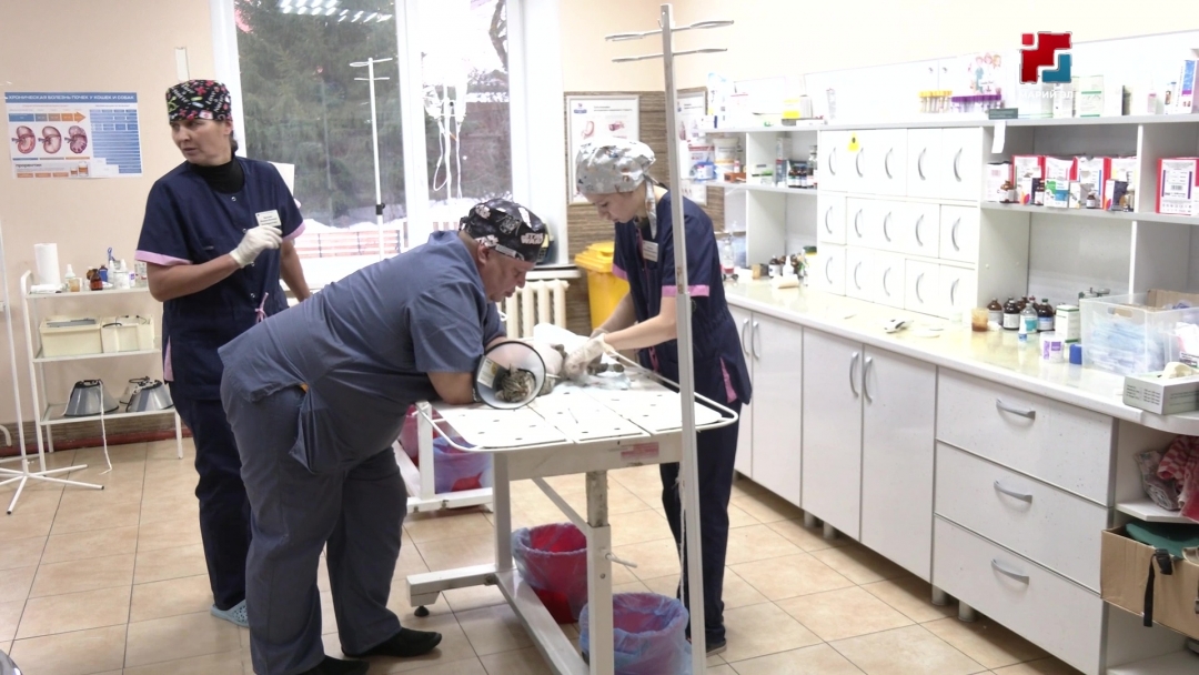 Марий Элысе ветеринар фельдшер-влакым «Лучший по профессии» конкурсыш ушнаш ӱжыт