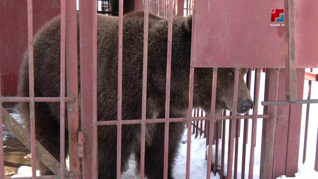 В Марий Эл медведица Дуся вышла из зимней спячки