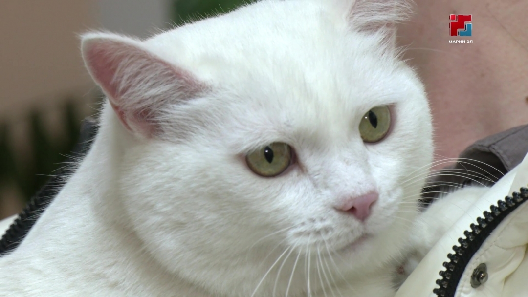 Ветеринары Марий Эл могут принять участие во всероссийском конкурсе