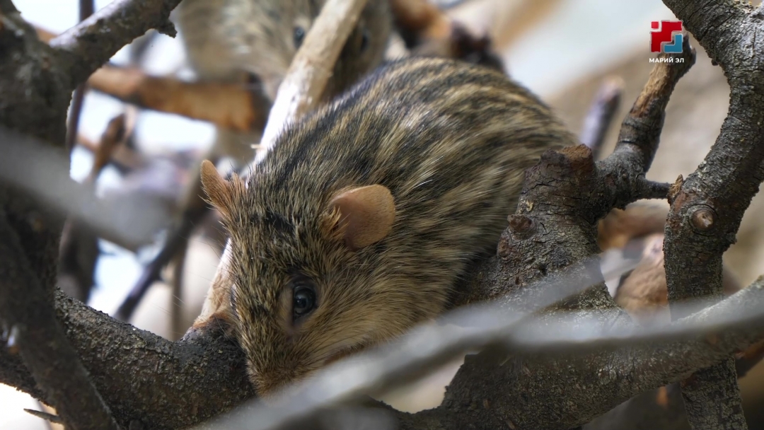 В Марий Эл начинается сезон «мышиной» опасности: как распознать ГЛПС?