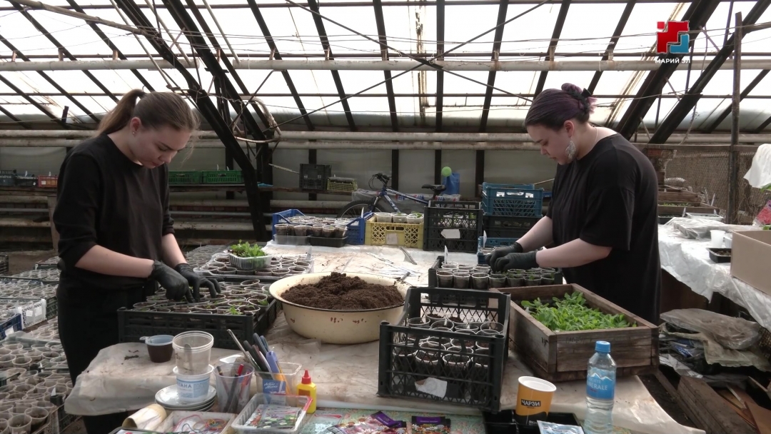 Садоводам пора пикировать перцы и цветы