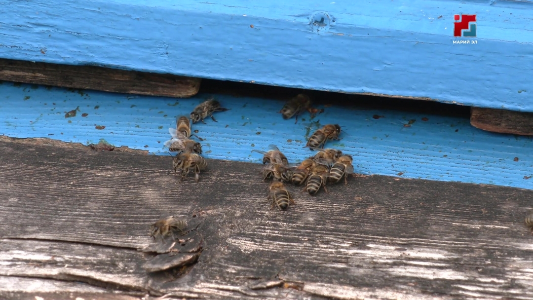 В Марий Эл начался сезон пчеловодства: пчелы вылетели на осмотр своих угодий