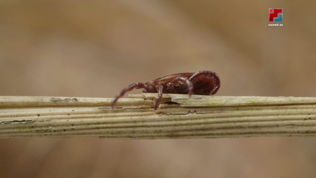 В Марий Эл в этом году прогнозируют аномально высокую активность клещей