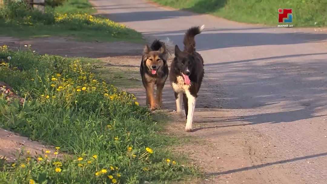 В Йошкар-Оле участились случаи гибели птиц: биолог призывает владельцев животных к осторожности