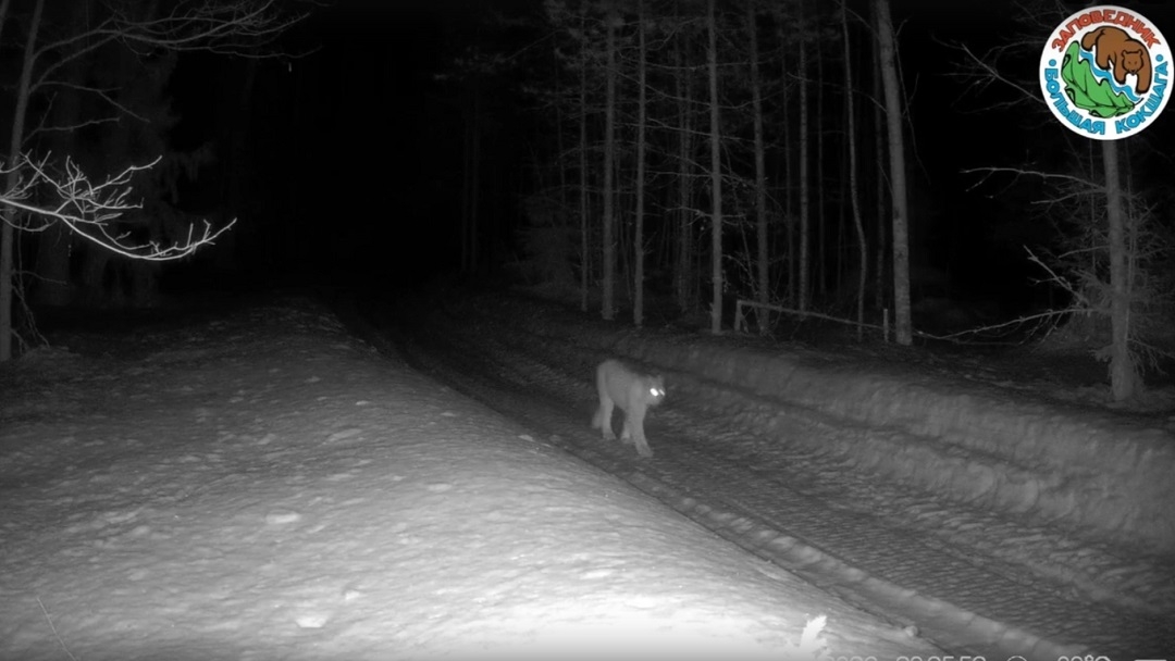 В Марий Эл рыси сменили окрас и приступили к поиску пары