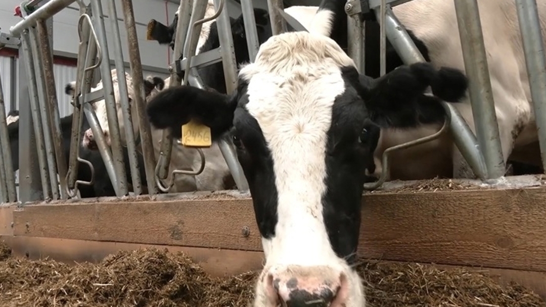 В Марий Эл предприниматель купил крупный рогатый скот без документов