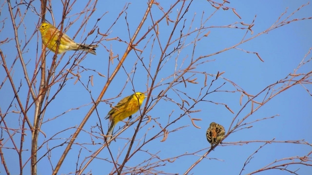 В Марий Эл с каждым днем появляется все больше певчих птиц