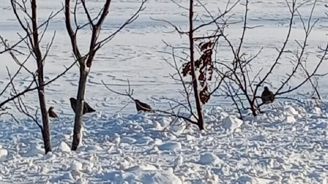 В Марий Эл численность диких животных остается стабильной