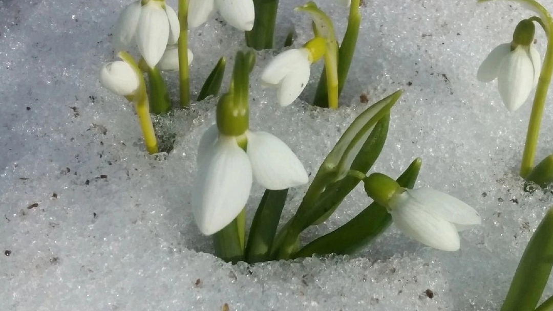 Ботаники рассказали, где в Марий Эл увидеть настоящие подснежники