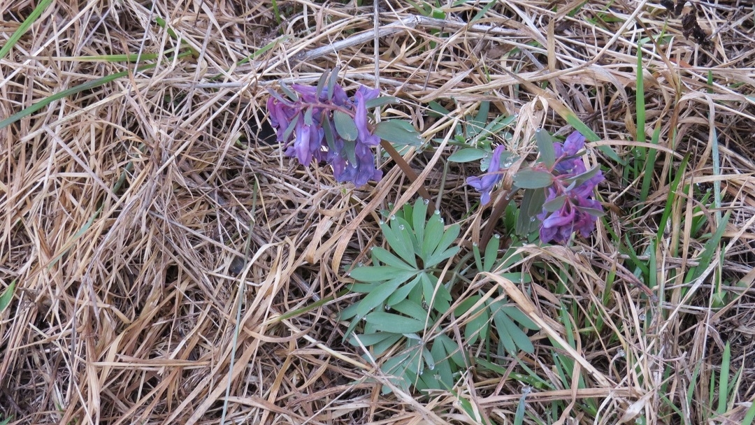 В Марий Эл открыт сезон первоцветов