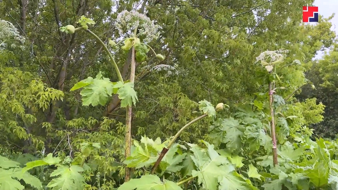 В Марий Эл опасный сорняк захватил более 21 гектара сельхозземель