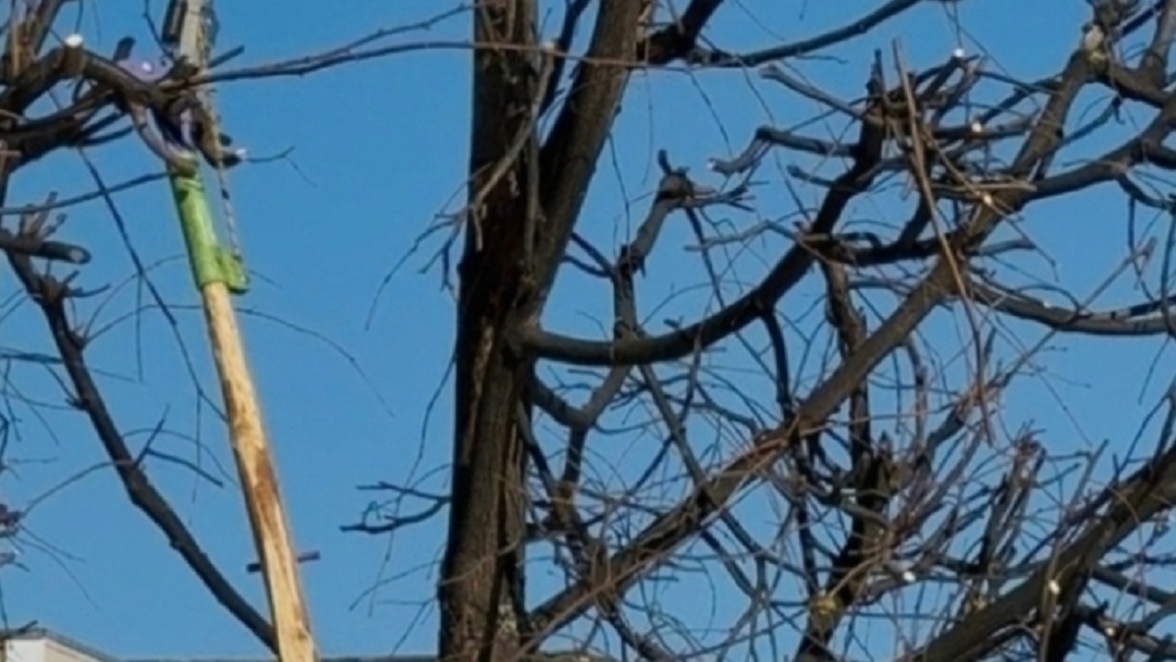 В Йошкар-Оле завершились работы по омолаживающей обрезке крон деревьев