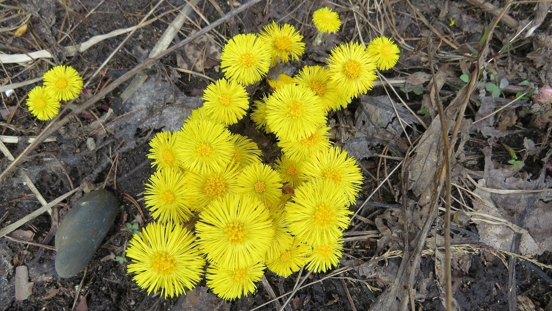 В Марий Эл уходит большая вода, уступая место первым цветам