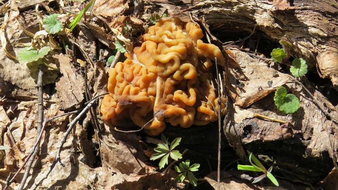 В лесах Марий Эл появились первые грибы и забегали ящерицы