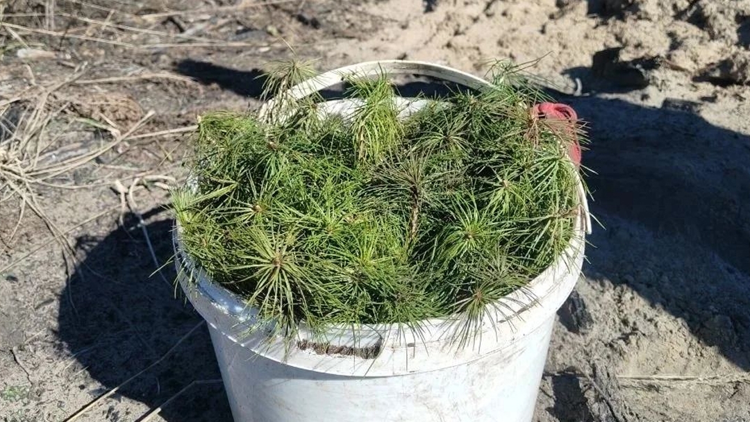 Сезон открыт: в Марий Эл стартовали лесокультурные работы