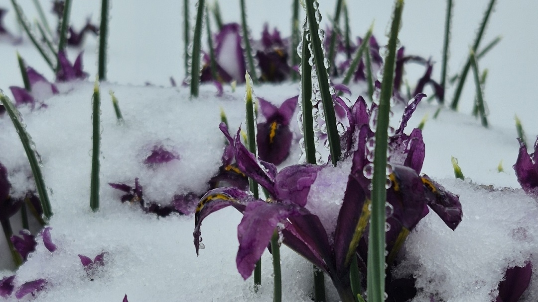 Северный ветер вернул в Марий Эл зиму