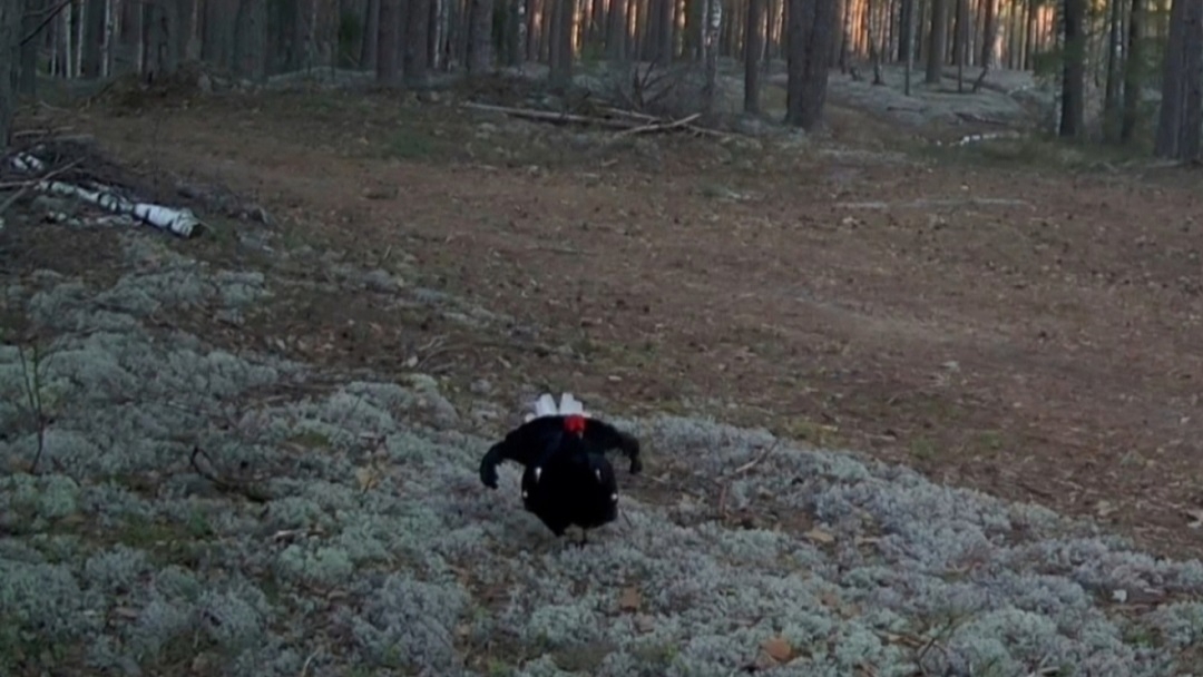 В Марий Эл затанцевал тетерев