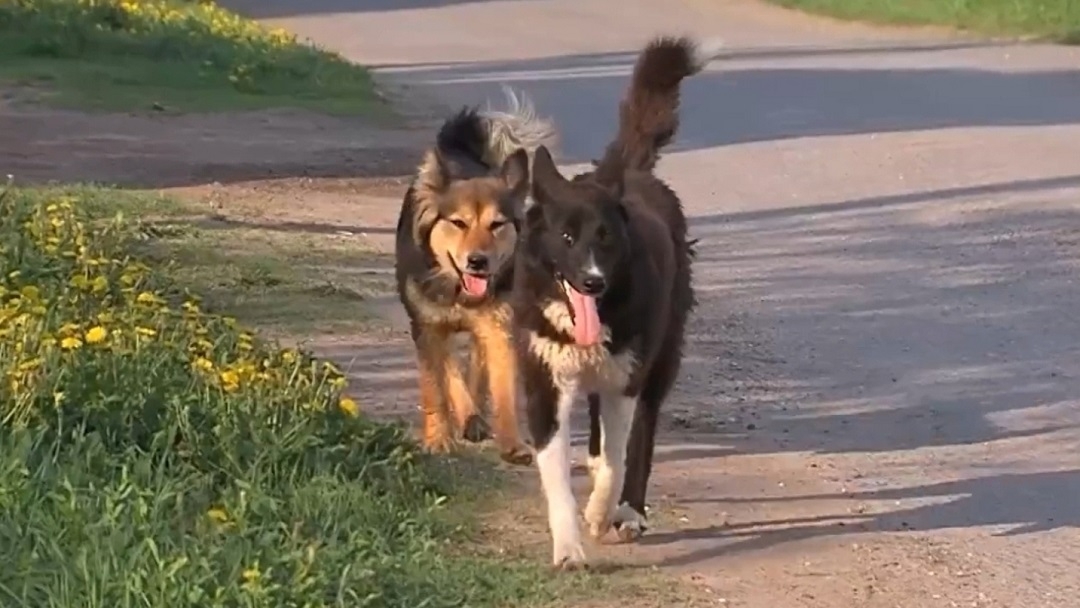 Жителям Марий Эл рассказали, куда оперативно сообщать о безнадзорных животных