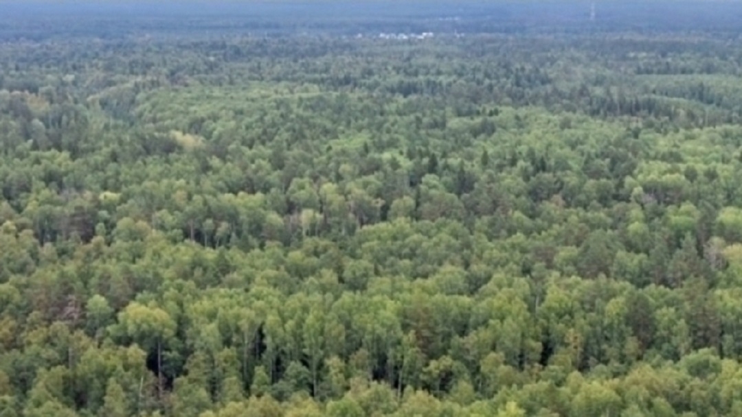 В Марий Эл с 1 мая вводится противопожарный режим в лесах