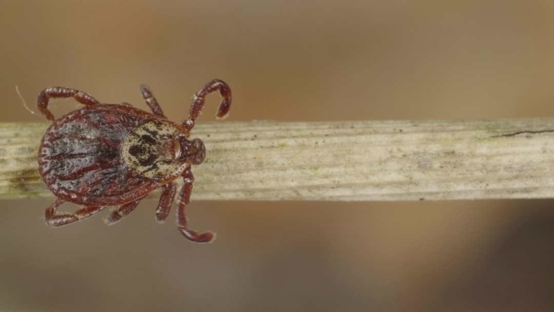 Нападают и кусают: в Марий Эл начался сезон активности клещей