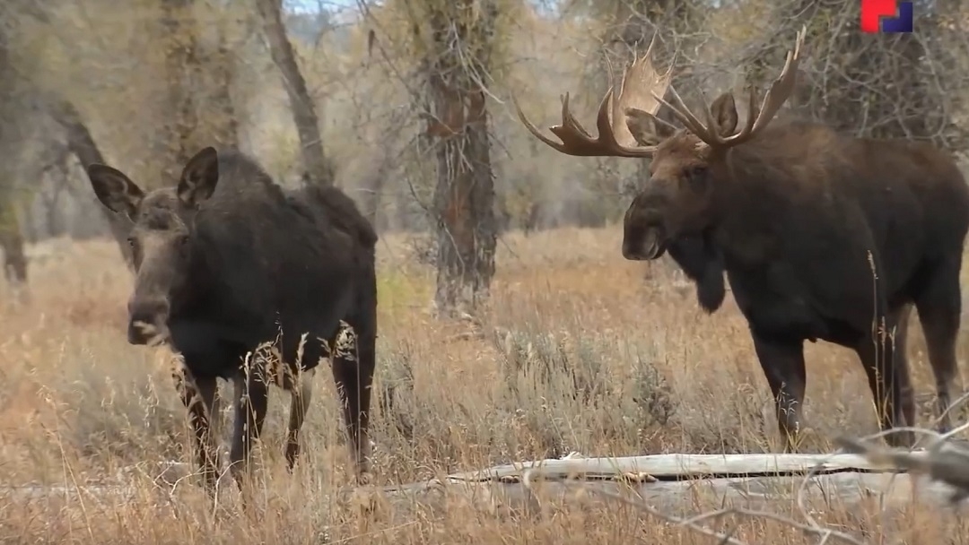 В Марий Эл увеличилось количество выходов диких животных на трассы
