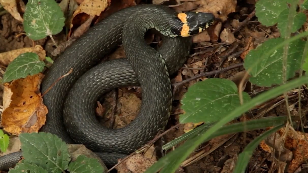 В Йошкар-Оле и районах республики участились случаи появления змей: стоит ли бить тревогу?