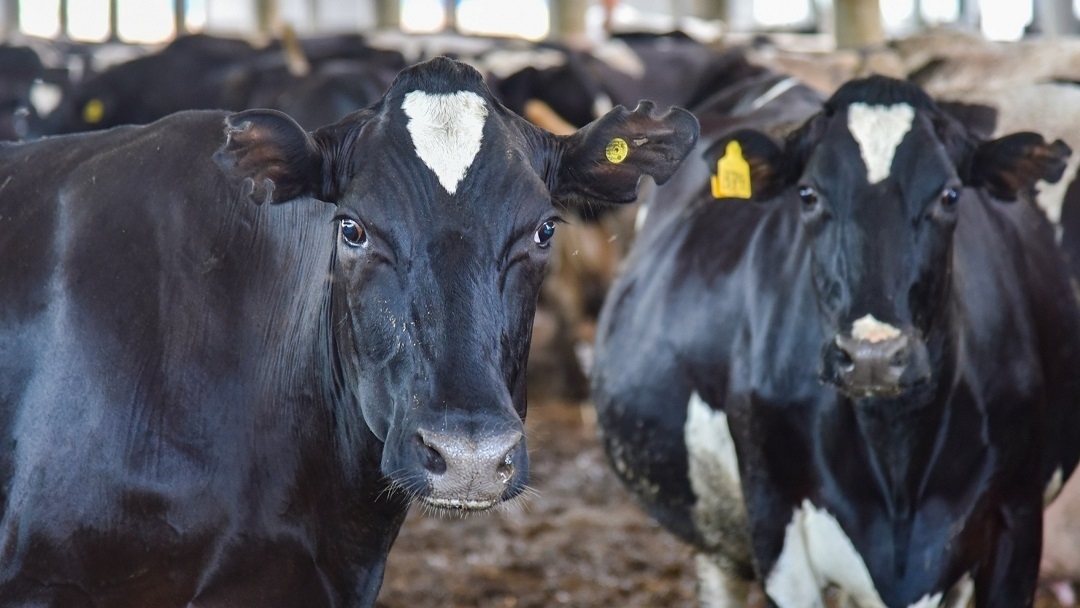 По урожайности овощей Марий Эл занимает 2 место в России