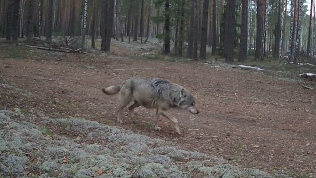 В лесах Марий Эл заметно активизировались птицы и звери