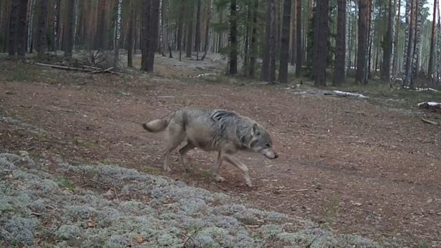 В лесах Марий Эл заметно активизировались птицы и звери