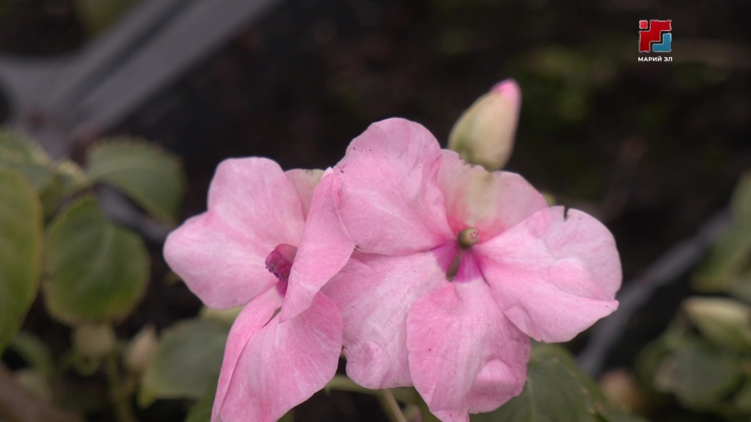 В теплицах городской оранжереи полноценная весна