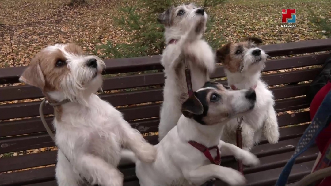 Жителям Марий Эл напомнили о необходимости защитить своих питомцев от блох и клещей