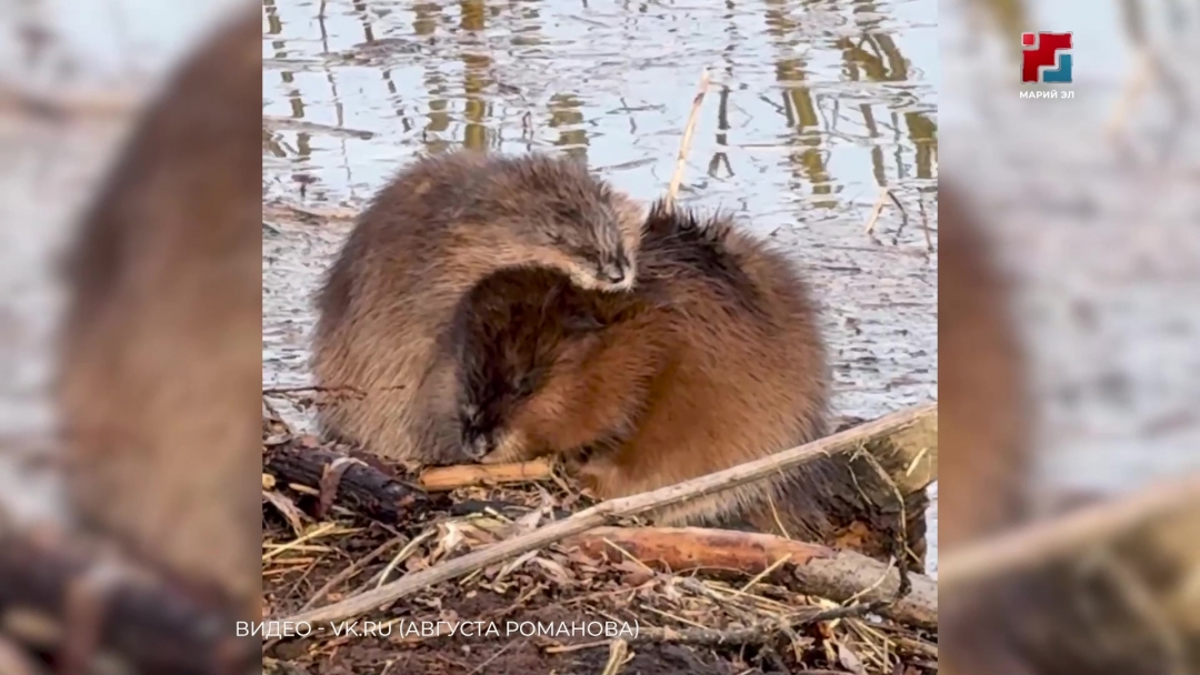 Йошкаролинцы заметили на набережной ондатр