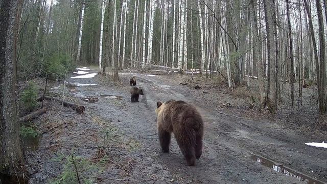 В Марий Эл фотоловушки зафиксировали медвежат за учебой