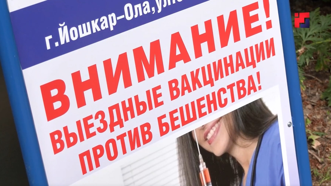 В Йошкар-Оле 28 мая домашних животных бесплатно привьют от бешенства