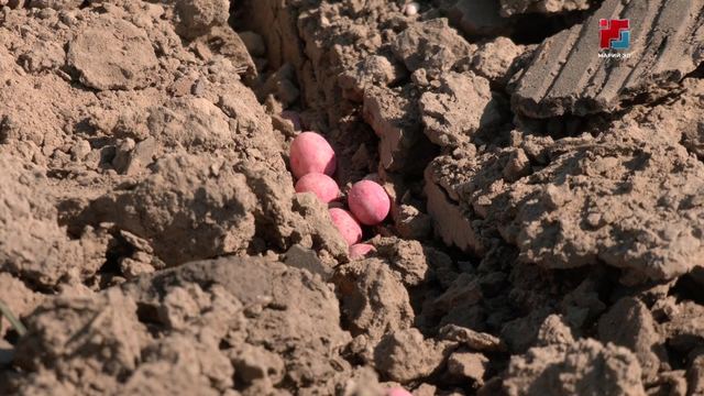 Ялозанлык пашаен-влакын шокшо тургым