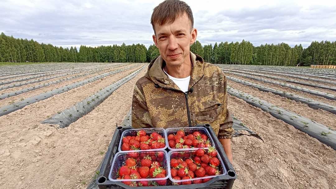 Жителей Марий Эл приглашают на сладкий фестиваль клубники