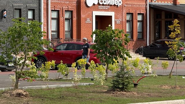 Воскресенский проспект зазеленеет: в Йошкар-Оле высаживают ели, клены и спиреи