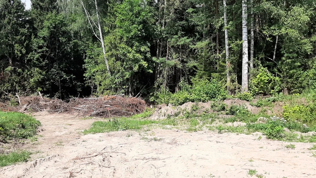 В Звениговском районе возбуждено уголовное дело о незаконной рубке леса