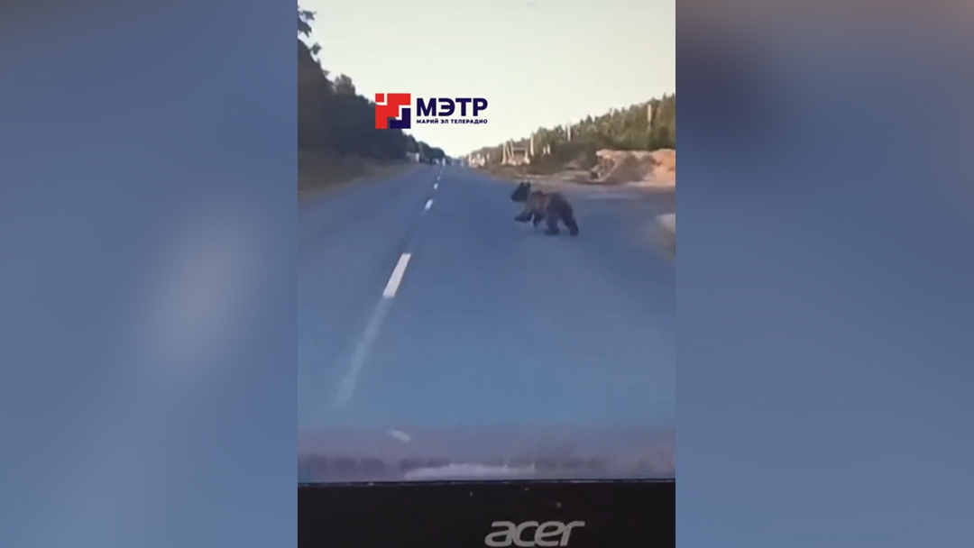 В Медведевском районе бродит медвежонок