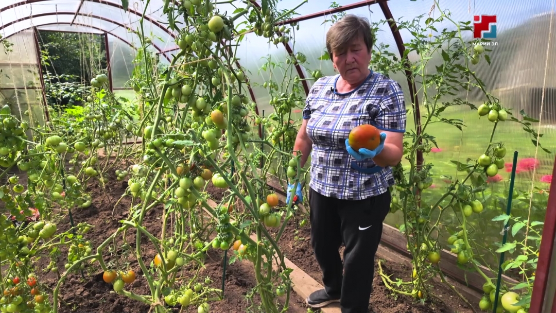 Помидорын лектышыж сад-пакчазе Эльвира Пирогова палдара
