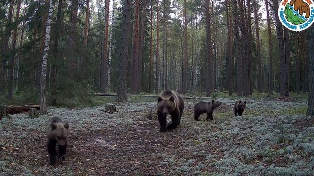 Тройняшки с мамой на рассвете: уникальные кадры  из заповедного леса Марий Эл