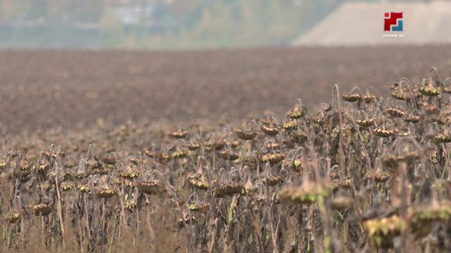 В Советском районе убирают экспериментальный для Марий Эл урожай подсолнечника