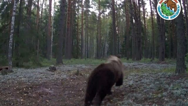 Медведь из Марий Эл продемонстрировал чудеса скорости