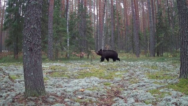 Пойменные дубравы Марий Эл притягивают медведей