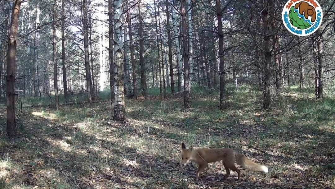 В лесах Марий Эл в кадр попала рыжая плутовка