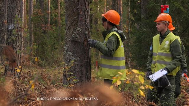 В Йошкар-Оле подвели итоги «Лесного многоборья»