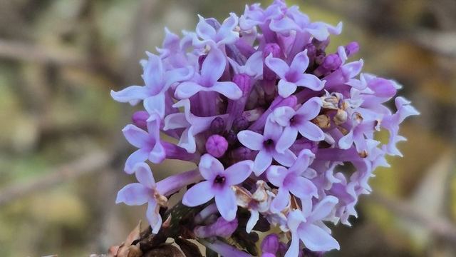 В Йошкар-Оле из-за природной аномалии повторно зацвела сирень