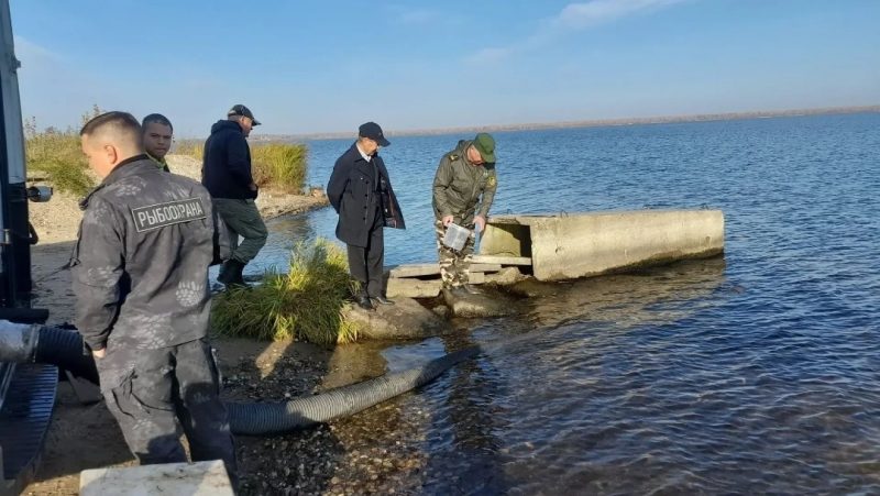 В Чебоксарское водохранилище выпустили мальков стерляди